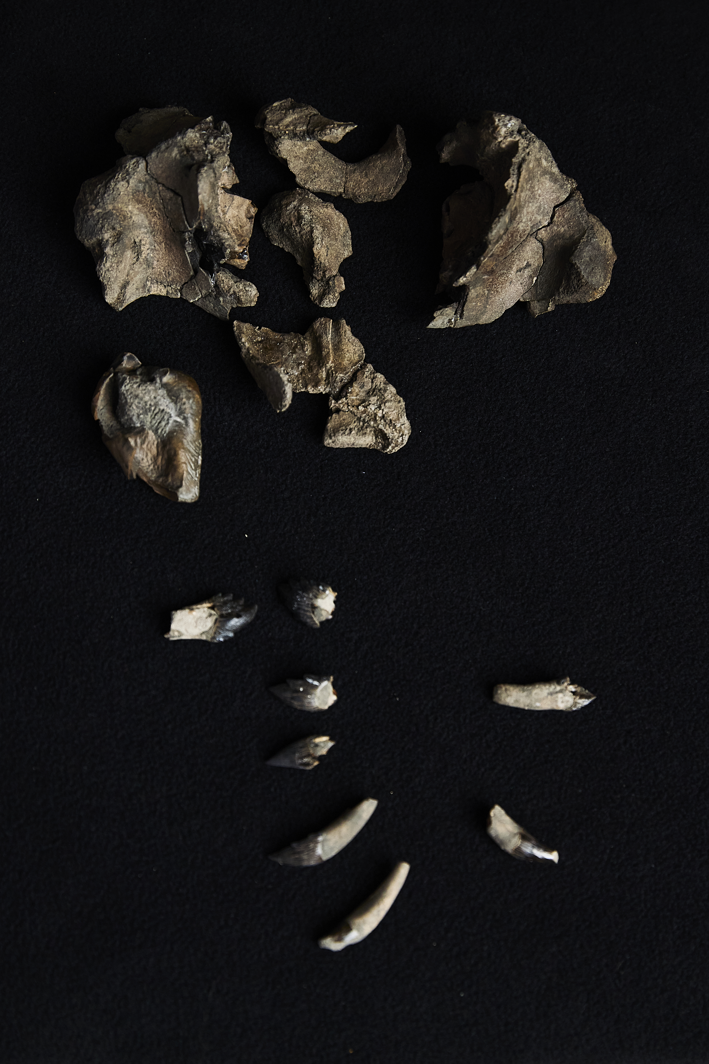 The partial skull and teeth of Janjucetus dullardi.